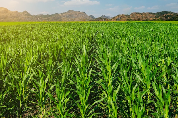 Corn field with sunset at countryside and mountain background