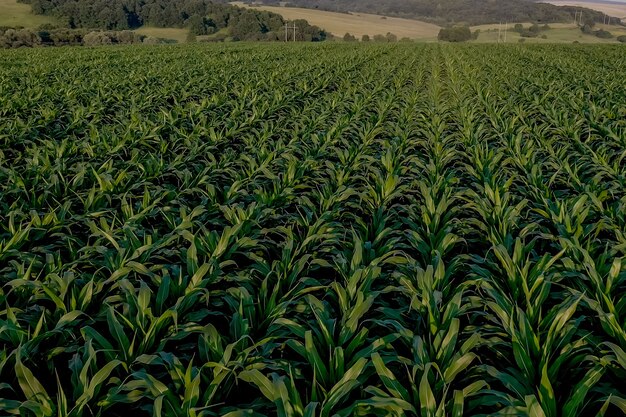 Corn field with young plants on fertile soil on sunset.