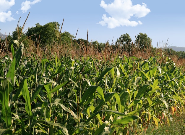 Photo corn field