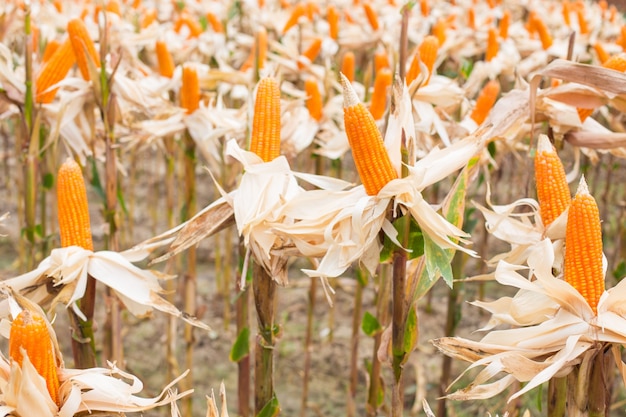 Photo corn field