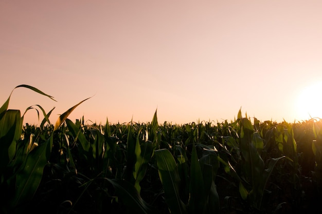 Corn field