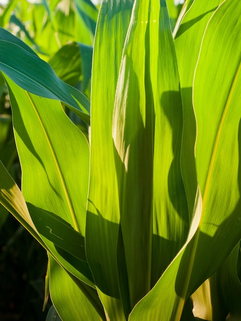 Corn field