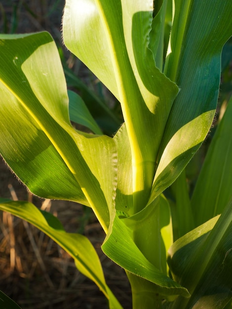 Corn field