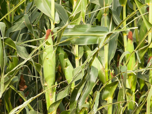 Corn field