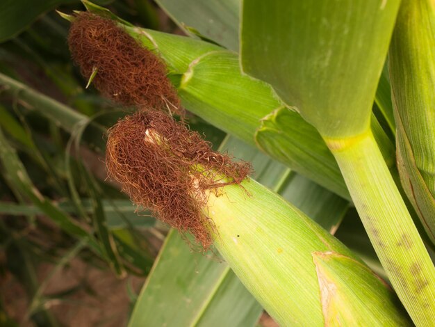 Corn field