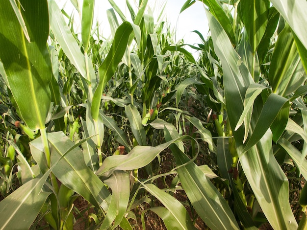 Corn field