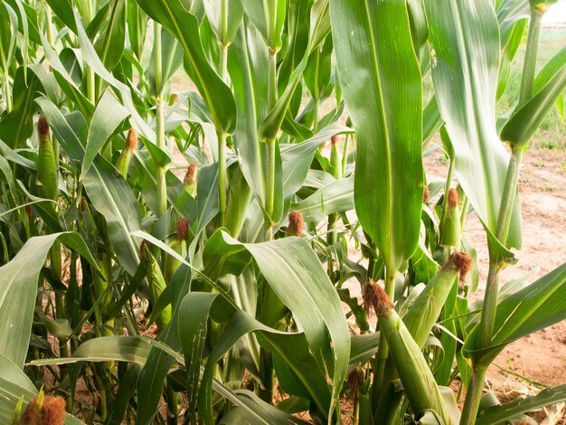 Corn field