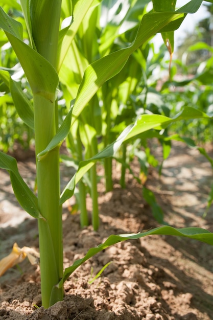 Corn field. 