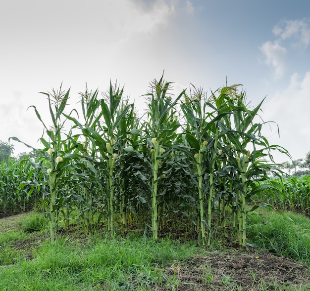 Corn field