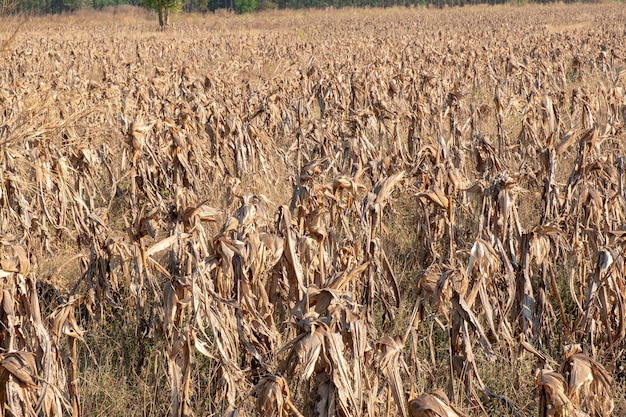 Corn fields afrer harvest in sunset sky