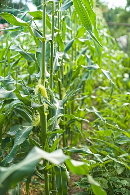 Corn fields green corn leaves corn sprouts in the garden Ripening of the crop