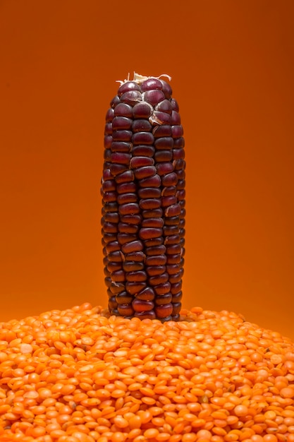 Corn in the fruits of lentils