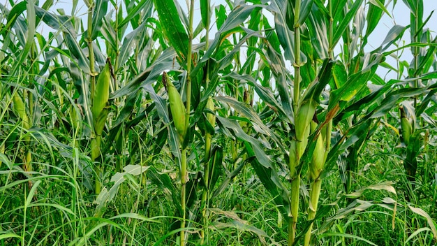 Corn garden growing fresh on plantation