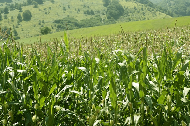 I campi verdi del cereale abbelliscono all'aperto