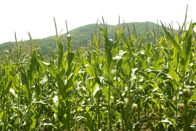 I campi verdi del cereale abbelliscono all'aperto