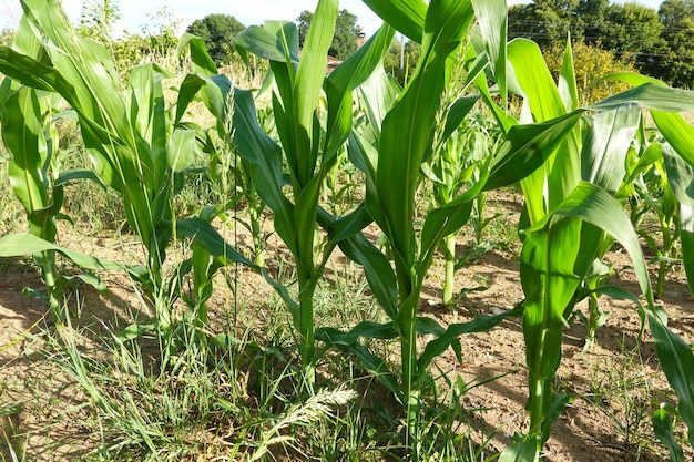 corn growing in the backyard Cultivation of corn in raised bed garden cornfield corn plant