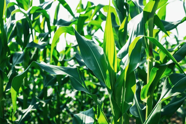 Corn grown on farmer's farms is growing. There is a mild sunlight in the evening.