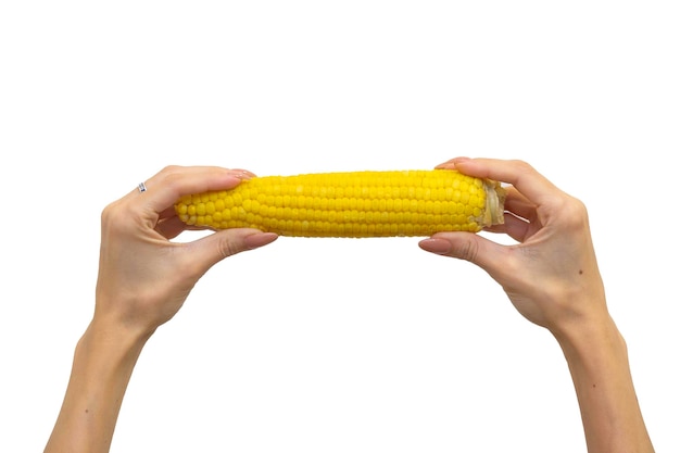 Кукуруза в руке, изолированная на белом