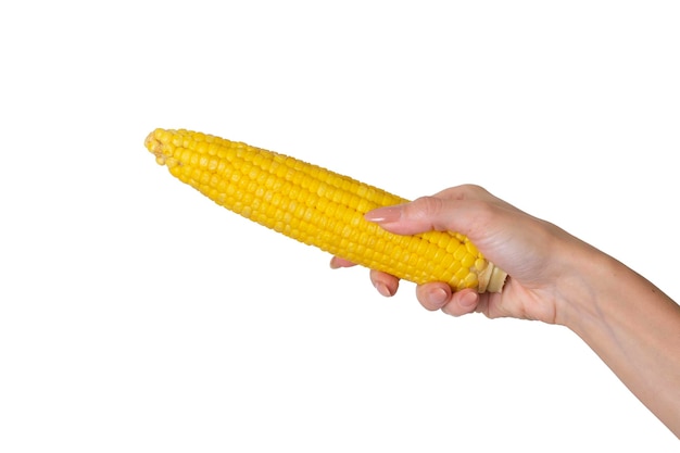 Кукуруза в руке, изолированная на белом