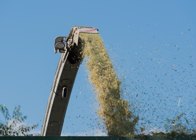 corn harvest corn forage harvester in action harvest truck with tractor