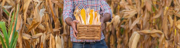 Foto il raccolto del mais nelle mani di un agricoltore concentramento selettivo