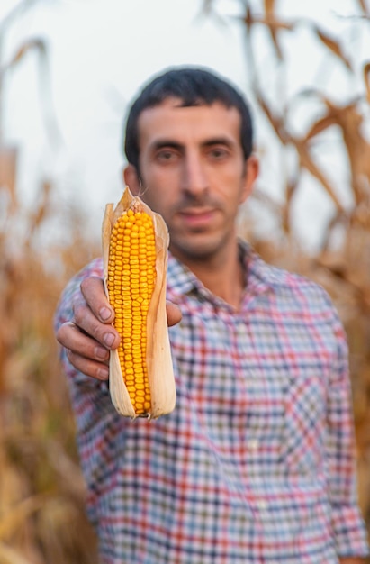 Foto il raccolto del mais nelle mani di un agricoltore concentramento selettivo