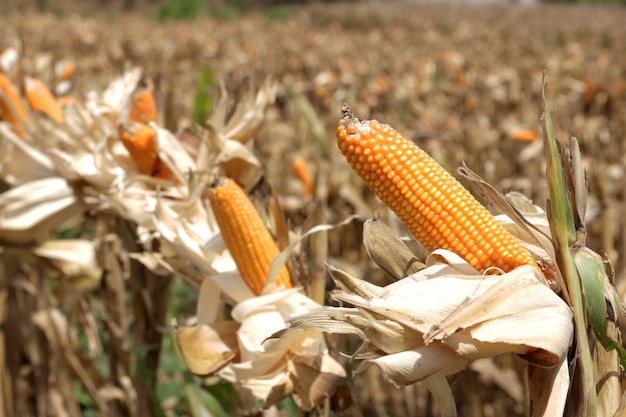 Corn harvest in Yogyakarta Indonesia