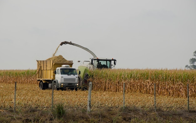 Corn harvesters in corn plantation trucks loading grains