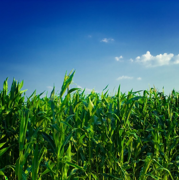 Corn and  heaven