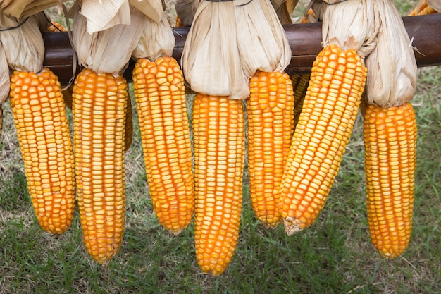 Corn hung on the fence