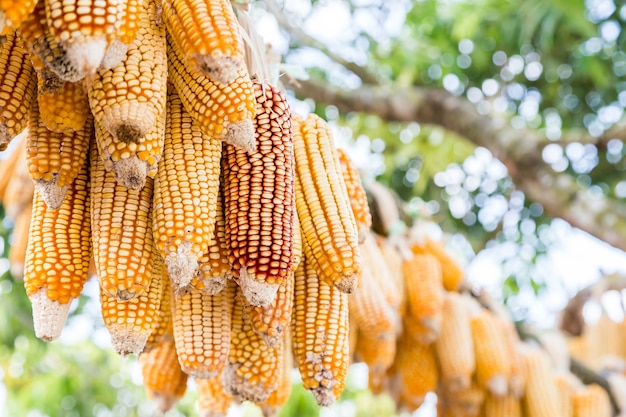 Corn is high in vitamins