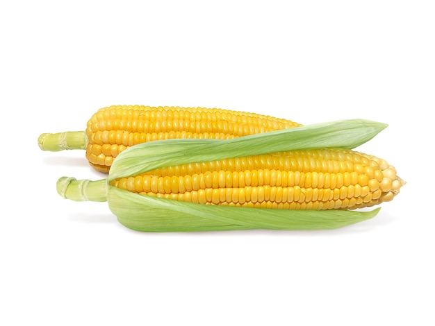 Corn isolated on white background