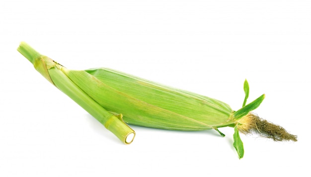 Corn isolated on a white surface