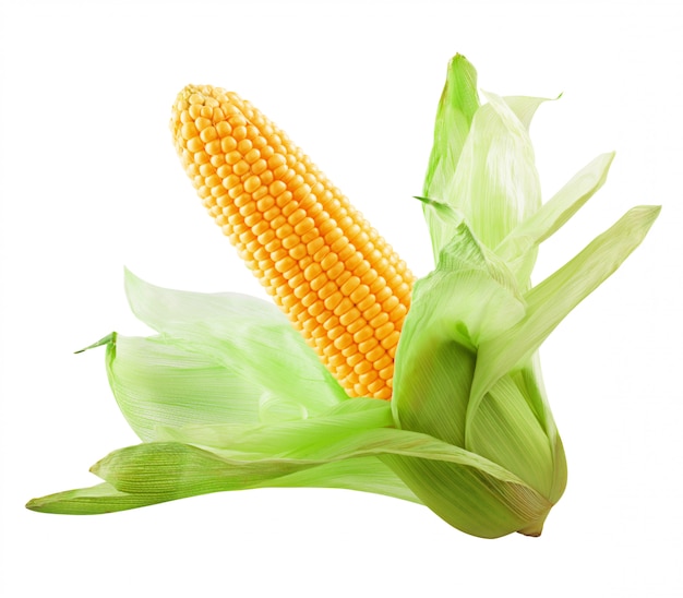 Corn isolated on white