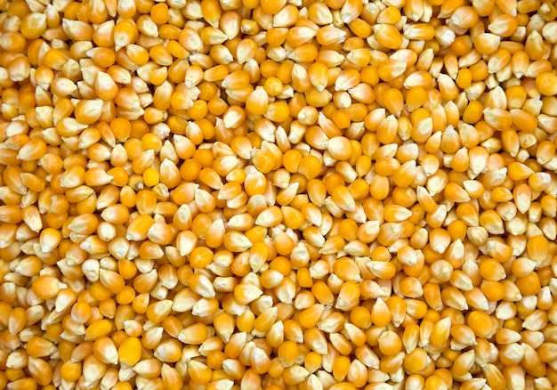 Corn kernels background