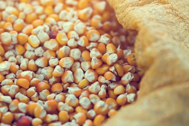 Corn kernels in a bag in the sunlight