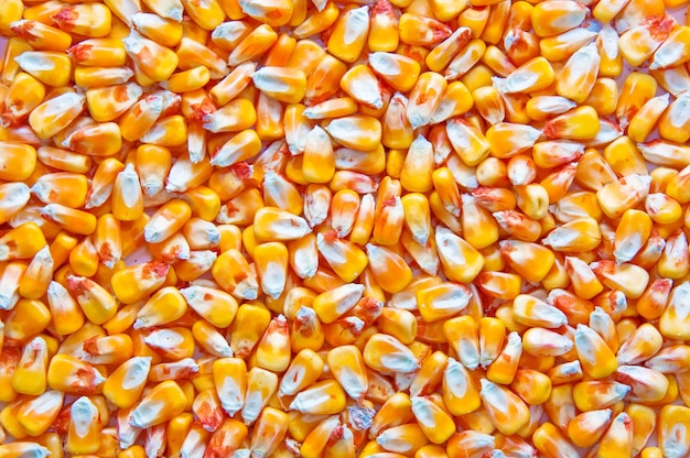 Corn kernels top view of harvested maize seed