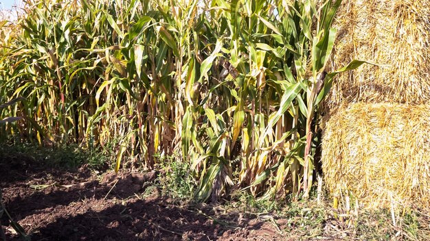 Corn maze at the pumpkin  patch.