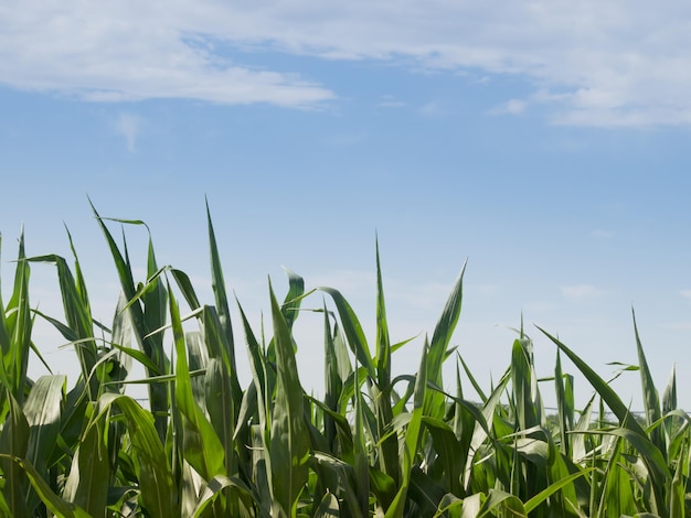 Corn on the organic farm.