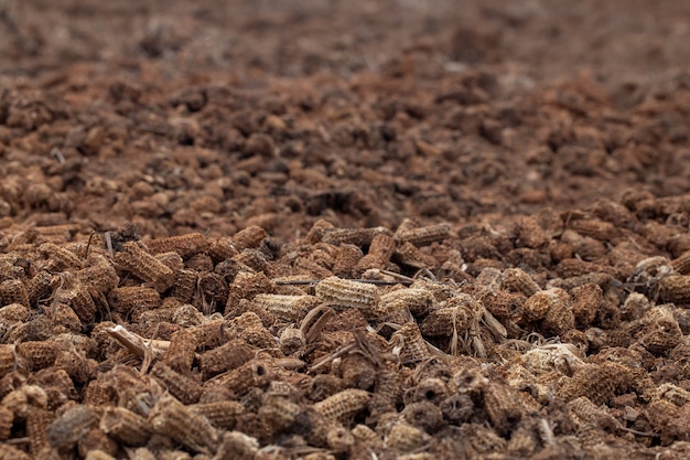 腐った農産物である土壌上のトウモロコシの山