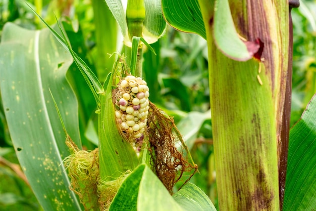 Corn plague Incomplete pods in the rainy season amid the lush greenery of the leaves