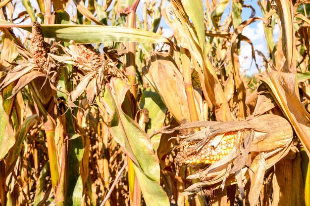 Photo corn plant background