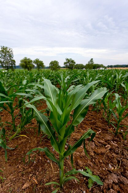 Corn plant in field of plants