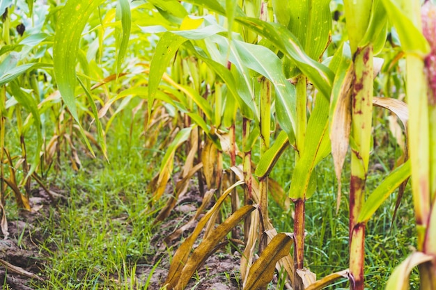 Corn plant with green leaves growth in agriculture field outdoor