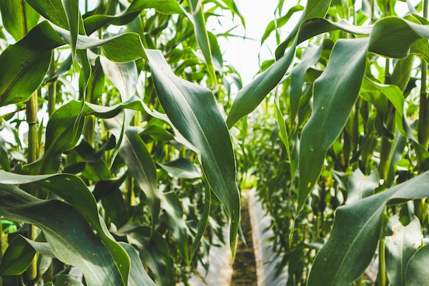 Corn plant with green leaves growth in agriculture field outdoor