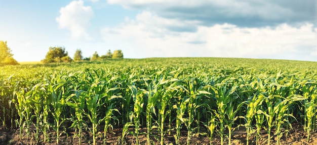 Corn plantation on the background of sunset and blue sky