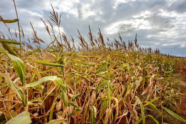 Corn plantation on a cloudy day and heavy clouds in the background