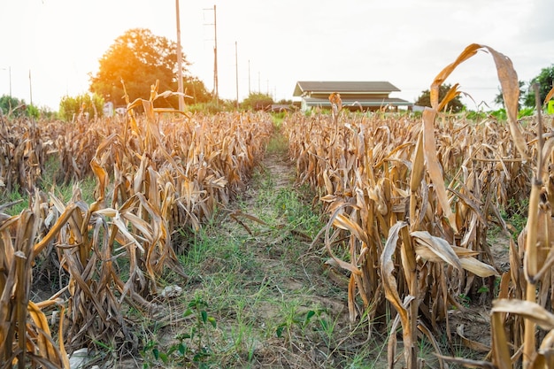 Corn plantation dry and withered