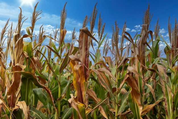 Corn plantation field, food for animals and humans.