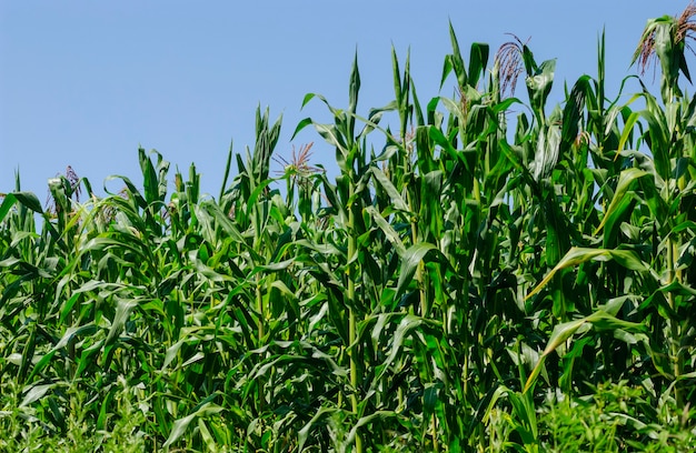 Corn plantation in Pedra Lavrada, Paraiba, Brazil on January 14, 2005.